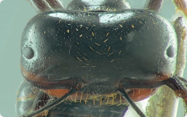 Description anatomique de la fourmi sur un air mexicain.
