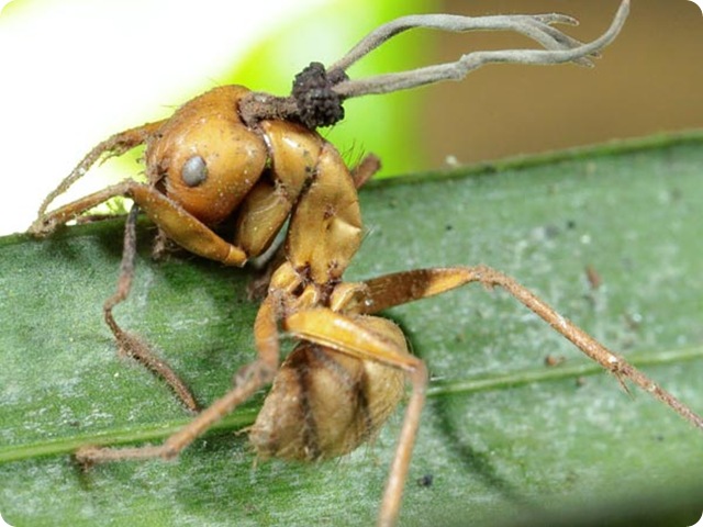 Découverte : quatre nouvelles espèces de champignons qui transforment les fourmis en zombis.