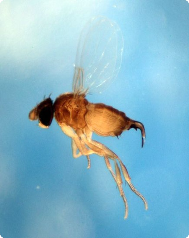 En photos : La mouche qui contrôle les fourmis avant de les décapiter.