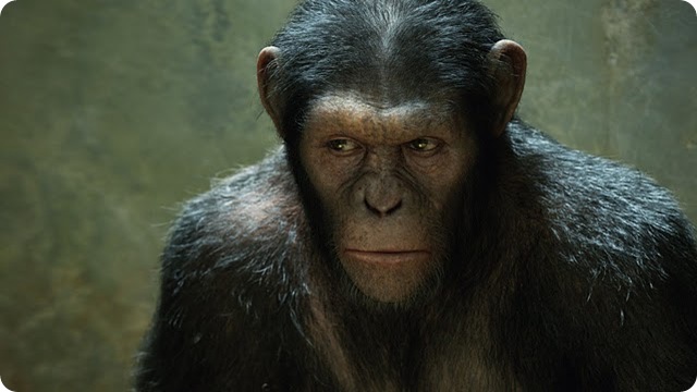 Évolution : les femelles Chimpanzés donneraient elles naissance comme les humains ?