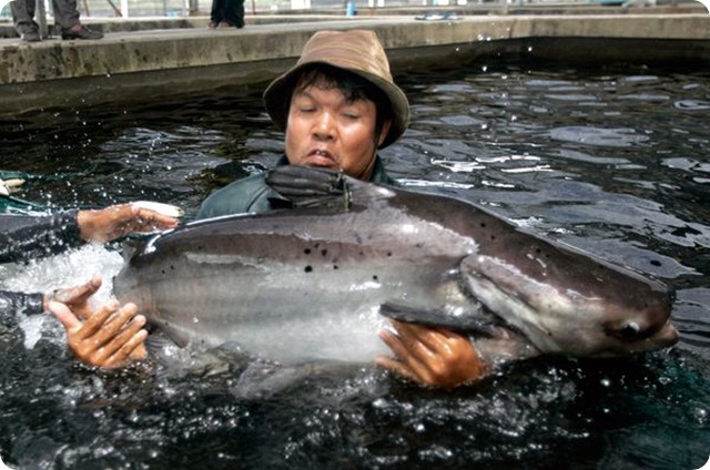 Les barrages du Mékong menacent les poissons géants.