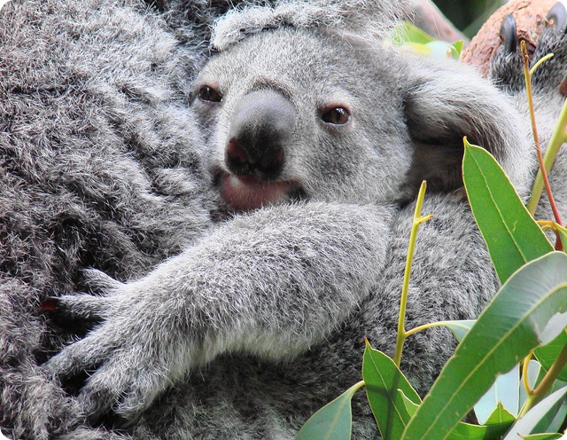 Criminalité : Les koalas ont exactement les mêmes empreintes palmaires que les humains.