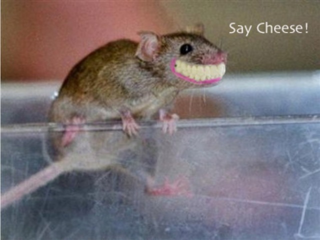 Des souris ont reçu de nouvelles dents développées artificiellement à partir de leurs propres cellules souches.