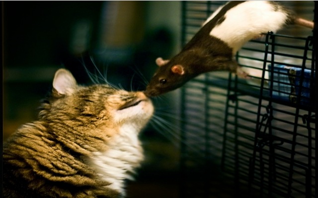 Attraction sexuelle : des parasites contrôlent le cerveau des rats, afin d’être mangés par les chats.