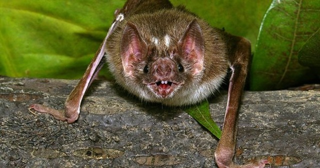 Comment les chauves-souris vampires sont-elles capables de survivre en buvant du sang ?