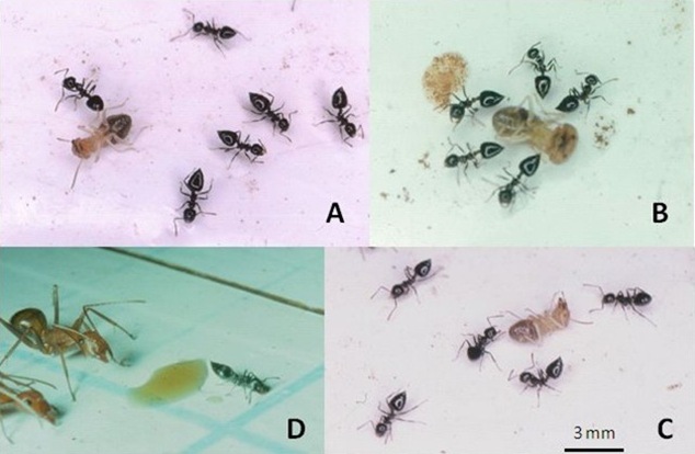 Des fourmis utilisent la guerre chimique pour tuer les termites de loin.
