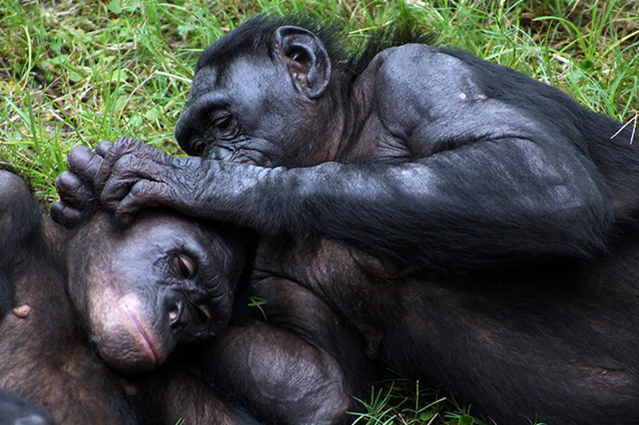 Les femelles bonobo ont des rapports homosexuels bruyants pour accéder au Top.