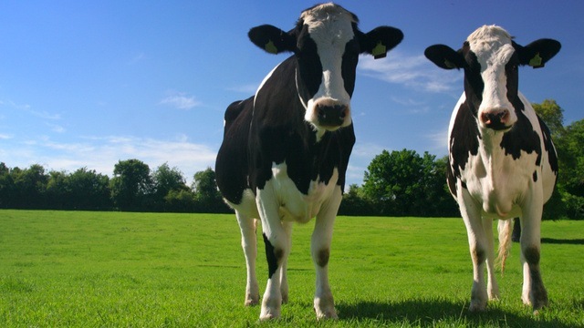 La génétique révèle que les vaches étaient presque impossibles à domestiquer.