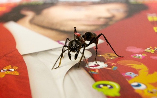 Comment ces énormes fourmis antiques de lignée royale traitent leurs sous-fifres ?