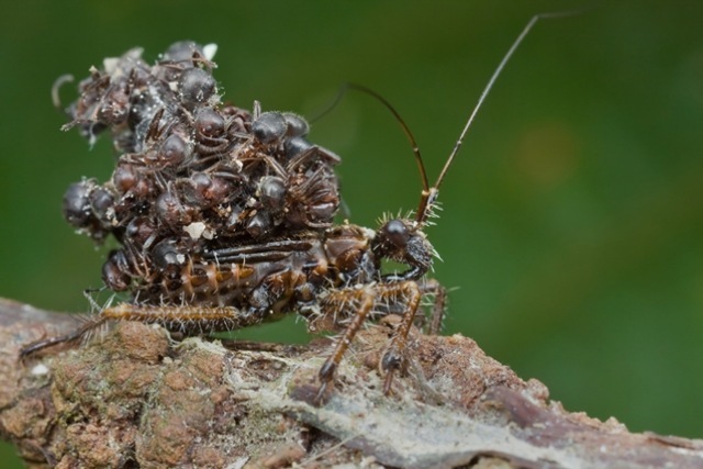 L’insecte assassin qui porte les cadavres de ses victimes sur son dos.