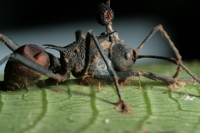Un champignon change subtilement la manière de “zombifier” des fourmis en fonction du climat rencontré