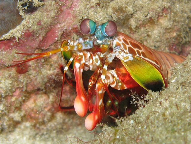 Comment cette crevette-mante donne les plus rapides et puissants coups de massue sans se briser les poings ? (Vidéos)