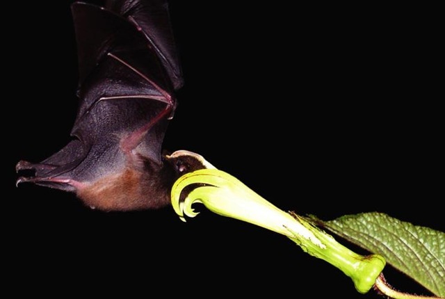 Symbiose : regardez comment cette chauve-souris insère sa longue langue dans une fleur pour leur survie commune. (Vidéo)