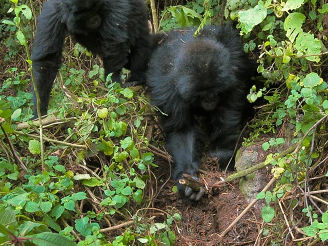 Des jeunes gorilles recherchent et détruisent les pièges posés par l’homme.