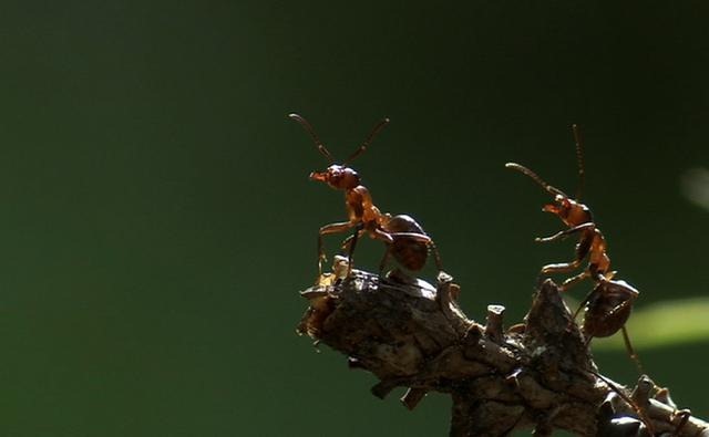 Des fourmis équipées d’émetteur radio pour surveiller le comportement d’une colonie.