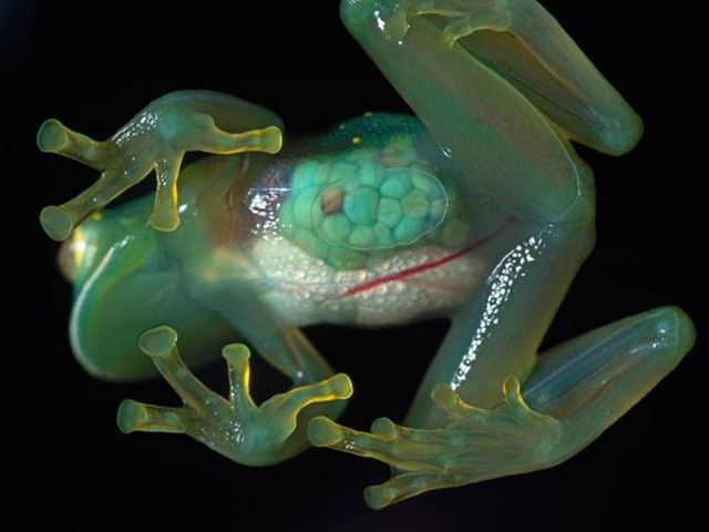 Pourquoi la grenouille de verre a un bidon transparent ?