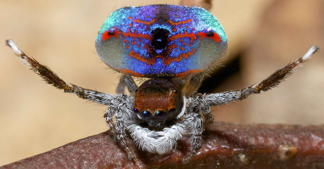 Une nouvelle araignée sauteuse paon qui sait capturer le regard des femelles. (Vidéo)