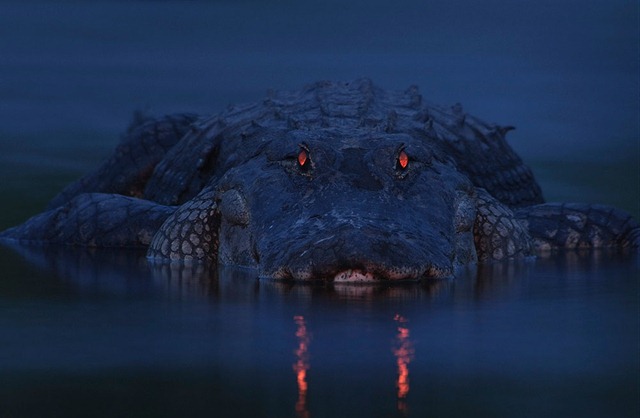 Les crocodiliens sont plus sensibles que l’humain… au moins en surface. (Vidéo)