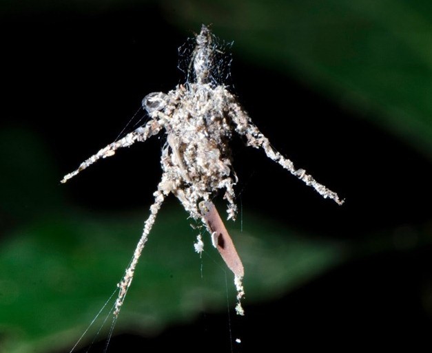 Le moment de la découverte de l’araignée qui fabrique une plus grande copie d’elle-même. (Vidéo)