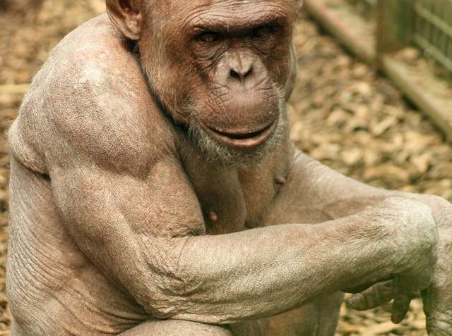Pourquoi les Chimpanzés sont plus costauds que les humains ? (Vidéo)