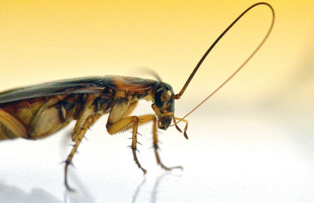 Les insectes nettoient constamment leurs antennes pour affuter leur odorat