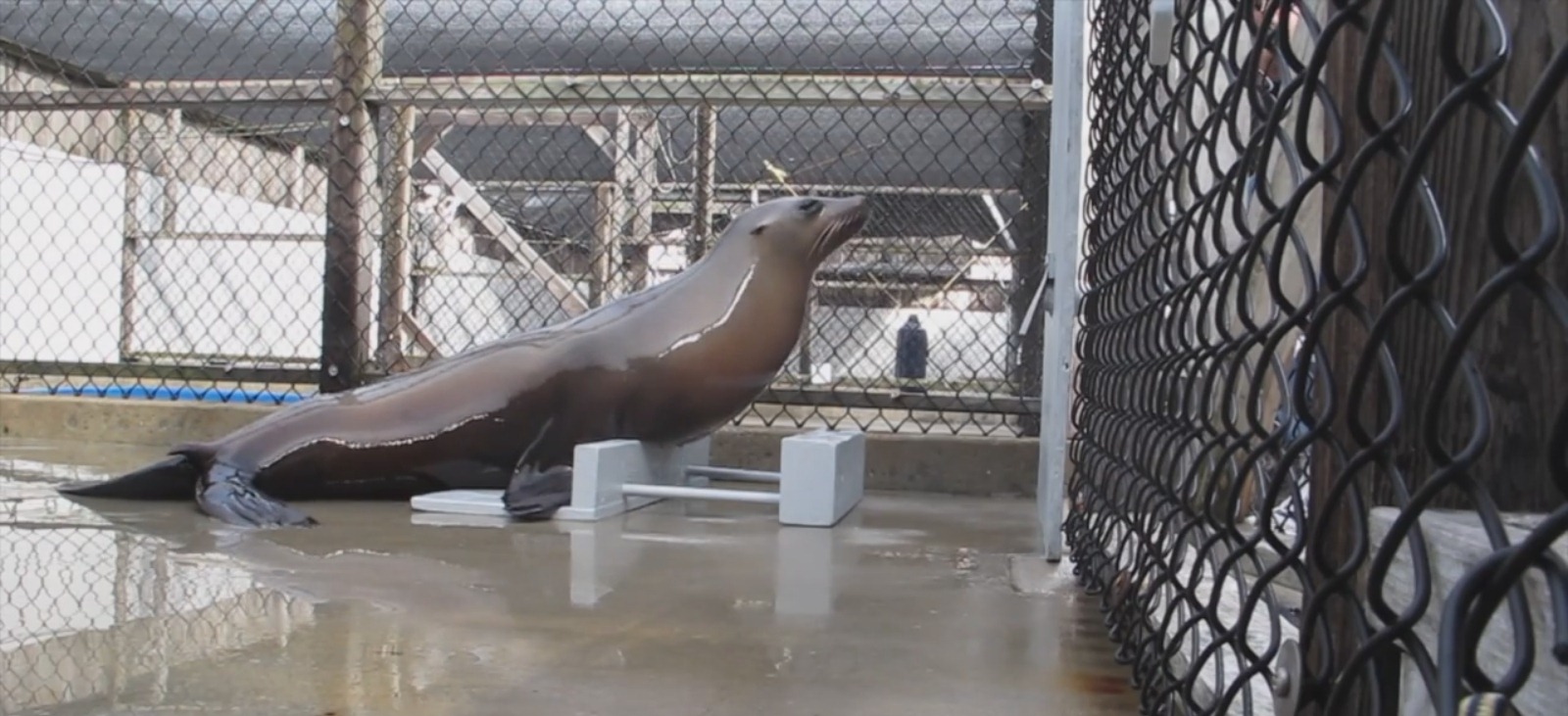 Les lions de mer ont aussi le rythme dans la peau (vidéo)