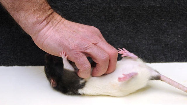 Les scientifiques qui chatouillaient des rats pour lutter contre le stress