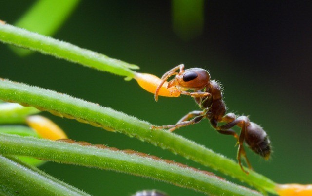 Mutualisme : les fourmis qui protègent les acacias profitent d’une récompense exclusive