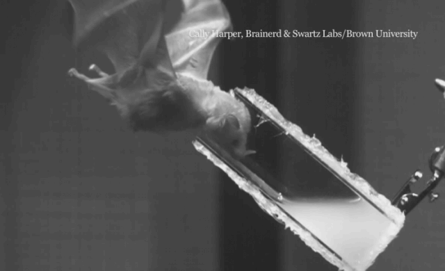 Pour ces gros besoins énergétiques la chauve-souris des fleurs transforme sa langue pour se nourrir (vidéo)
