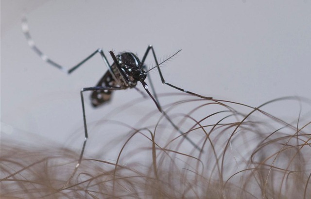 Comment le paludisme a-t-il rendu son moustique encore plus sensible à l’odeur humaine ?