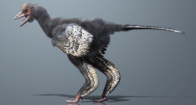 Archaeopteryx : un dinosaure volant, comme un faisan