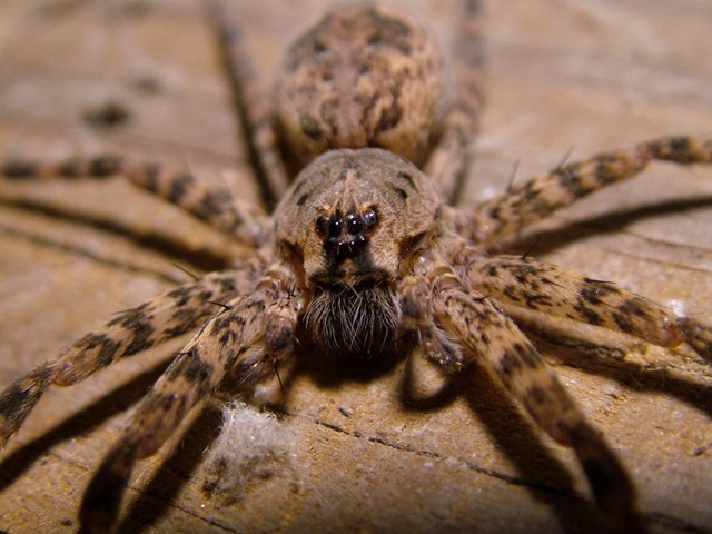 Pourquoi les mâles de ces araignées pêcheuses ne connaitront qu’une seule fois l’amour avant de mourir ? (Vidéo)