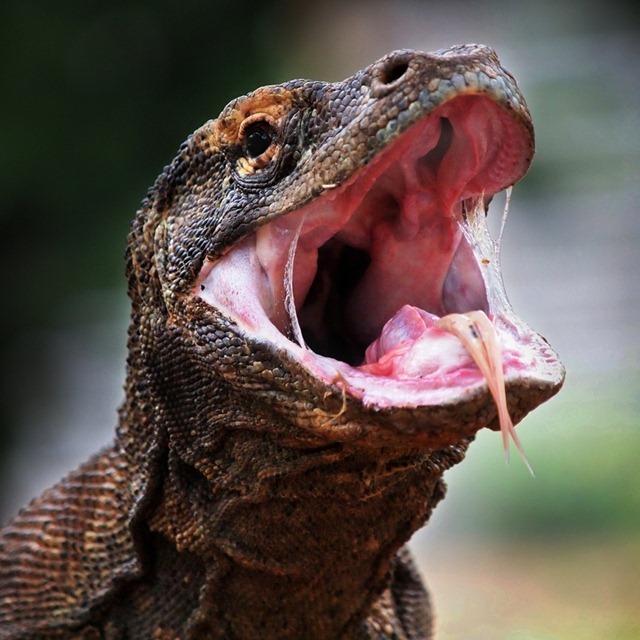 La bouche du dragon de Komodo n’est pas un nid à bactéries mortelles