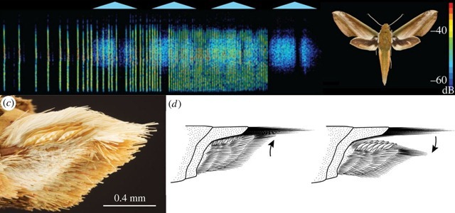 65 millions d’années d’une course à l’armement sonore de papillons de nuit face aux chauves-souris
