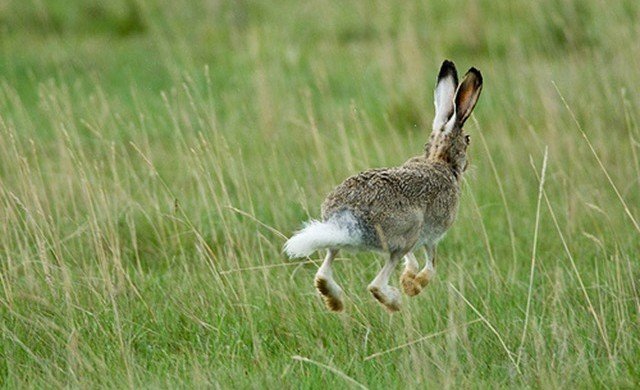 Les lapins et leurs petites queues blanches clignotantes chercheraient-ils à attirer le regard de leur prédateur ?