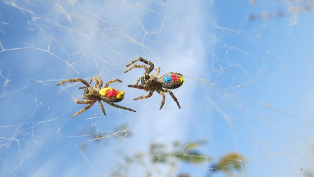 Des araignées ont une personnalité qui influence leur comportement en société