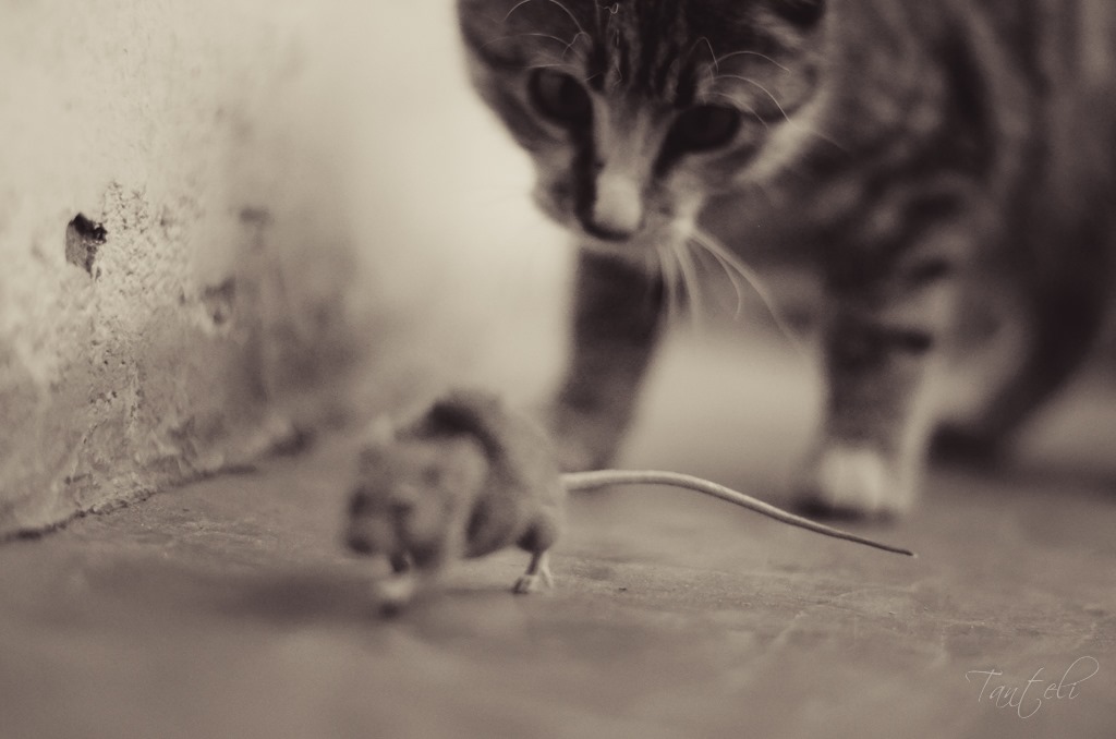 Les persistantes modifications provoquées par le parasite qui fait aimer l’urine de chat aux souris