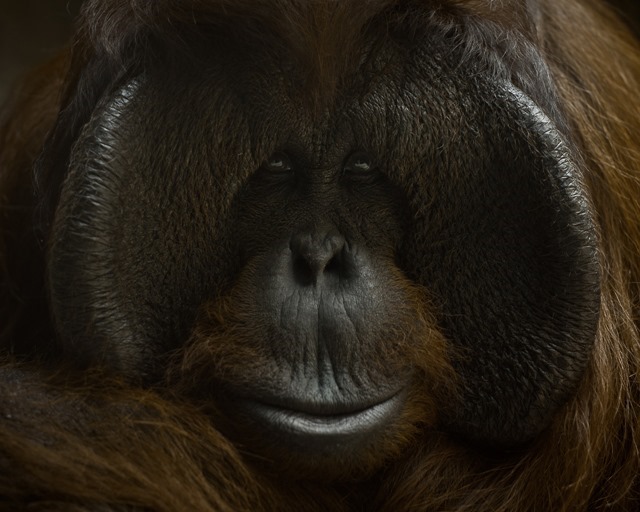 Les orangs-outans planifient et transmettent la direction de leur déplacement un jour à l’avance