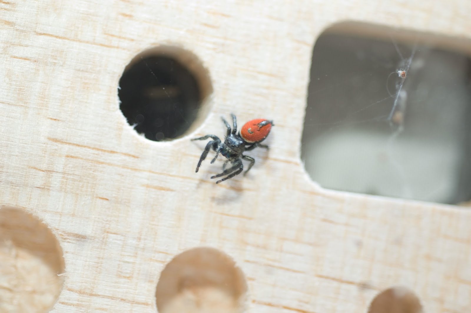 L’espace a rendu cette araignée sauteuse très maladroite (vidéo)