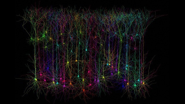 Les dendrites de nos neurones font plus que relayer l’information, elles la traitent aussi
