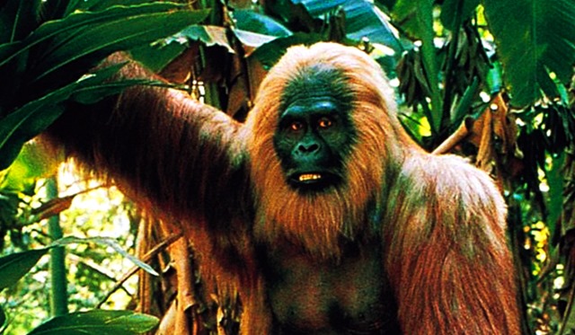 Les fruits, et les carries qui en découlent, auraient-ils eu raison des plus grands singes de la Terre ?