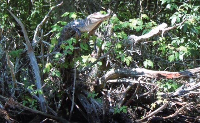 Préparez-vous au pire : les crocodiles grimpent aux arbres !