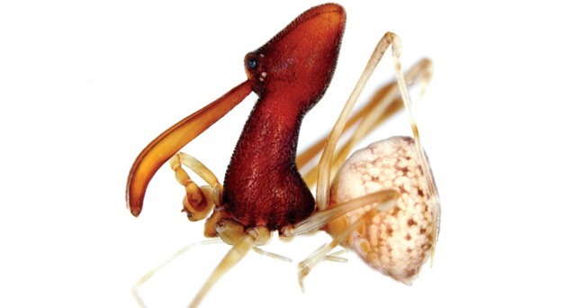 Araignée assassin : sur l’origine morphologique de l’araignée pélican