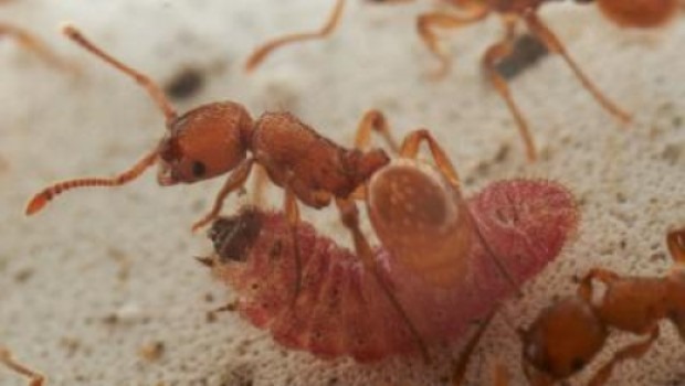 Des larves de papillons parasites imitent la reine des fourmis pour passer inaperçues