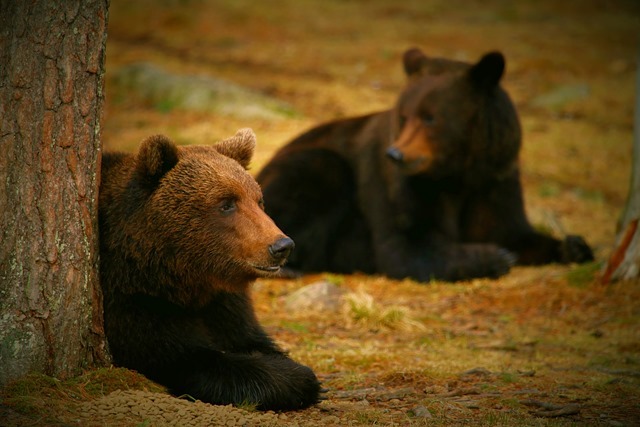 Cas de fellations répétées entre deux ours : y ont-ils pris du plaisir ?