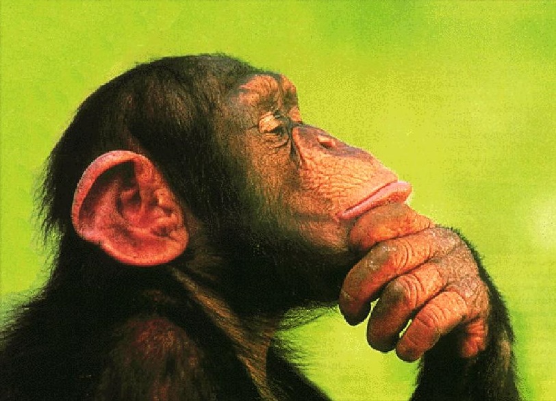 Inné vs acquis : l’intelligence des chimpanzés démarre dans les gènes