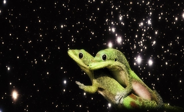 Un lupanar spatial pour geckos est en perdition dans l’espace (MAJ 30.07)