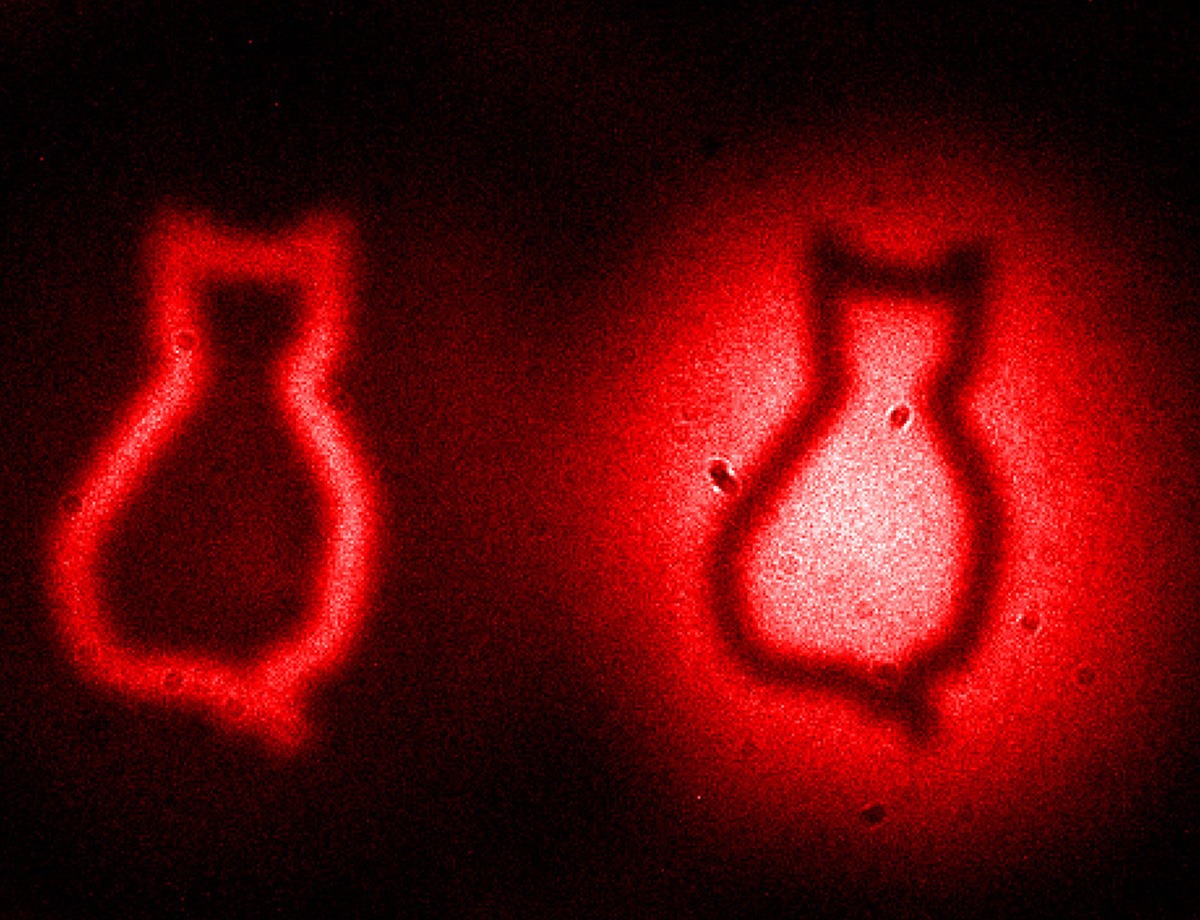 Une photo “quantique” du chat de Schrödinger