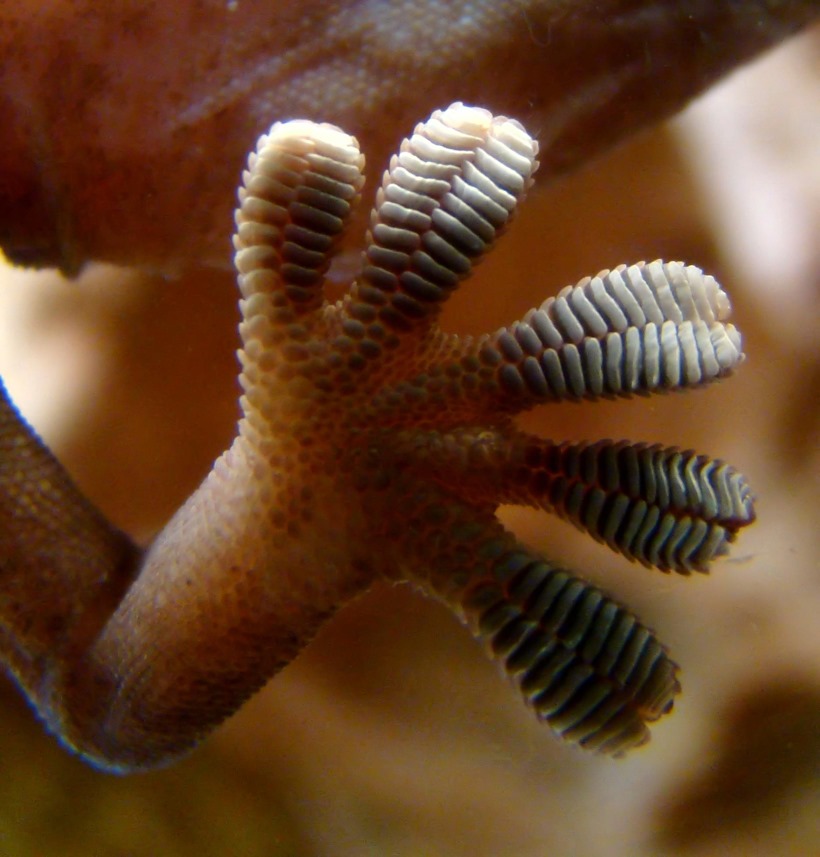 Les geckos utilisent de minuscules poils pour activer ou désactiver rapidement leur adhérence