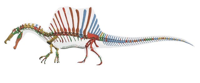 Le plus grand des dinosaures prédateurs était en fait quadrupède et préférait barboter